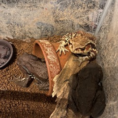 （残り6匹）天然　ヒキガエル　カエルの画像