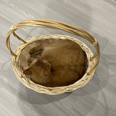 猫用ベッド
の画像