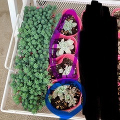 多肉植物　20260329の画像