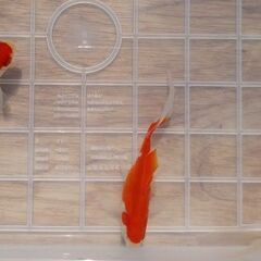 コメット３匹③の画像