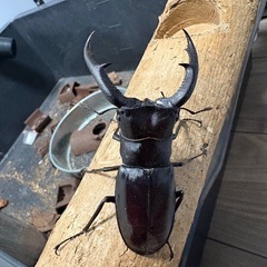 マンディブラリスフタマタクワガタ♂単の画像
