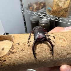 フォルスターフタマタクワガタ♂単の画像