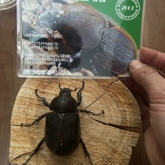 DH.ヘラクレス　初令〜2令1頭　極太血統の画像