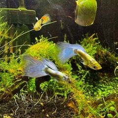 雄 国産グッピー  オレンジ ブルー 8匹の画像