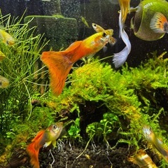 雄 国産グッピー  オレンジ ブルー 8匹の画像