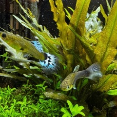 国産グッピー 雌 ブルー、サーモンピンクとブルー 10匹の画像
