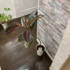 観葉植物🪴フィカス・バーガンディ🌴（ゴムの木）の画像