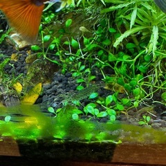 ヤマトヌマエビ 3匹の画像