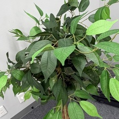 フェイクグリーン　　　　　観葉植物の画像