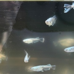 【メダカ】グラディオ　若魚5匹の画像