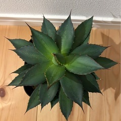 アガベ　ハイブリッド　フィリフィラ　イシスメンシスの画像