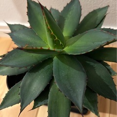 アガベ　ハイブリッド　フィリフィラ　イシスメンシスの画像