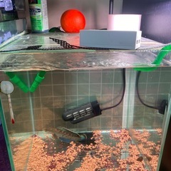 スチュアート・スネークヘッドの画像