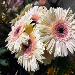 家事が好きで、丁寧に仕事のできる方の画像