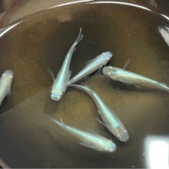 メダカ各種②10匹500円・初心者限定の画像