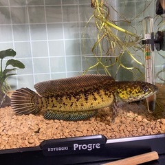 バイオレットスネークヘッドの画像