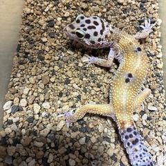 レオパードゲッコー 