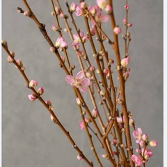 桜の枝　桃の枝　花の木の枝　譲ってください！