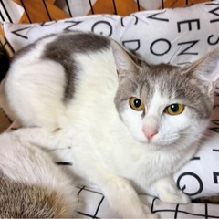 大人しい女の子です。 - 安城市