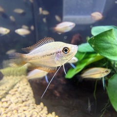 熱帯魚10匹　ゴールデンハニードワーフグラミー若魚　10匹の画像