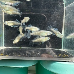 メダカ【スペード】５ペア　Ｃの画像