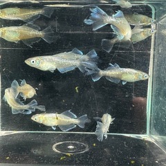 メダカ【スペード】５ペア　Ｂの画像