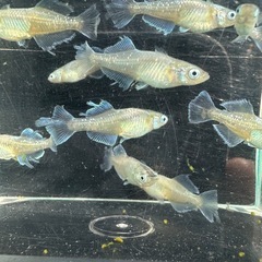 メダカ【スペード】５ペア　Ｂの画像