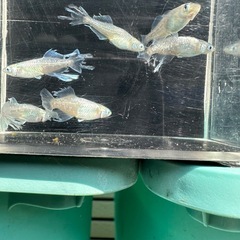 メダカ【スペード】　３ペア　Ａ＋の画像