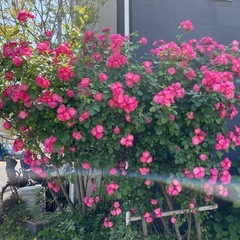 バラ「アンジェラ」大株 約2.5m／開花写真あり（引き取り限定の画像