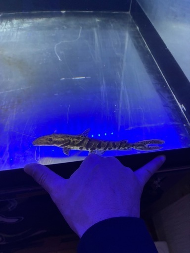 タイガーシャベル、熱帯魚、古代魚
