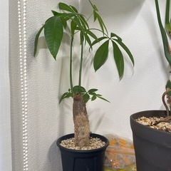 モンステラデリシオーサ、パキラの画像