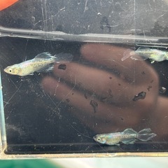 ドラゴンブルー 親メダカ3匹又は子5匹の画像