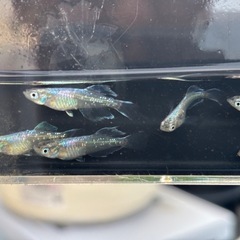 ドラゴンブルー 親メダカ3匹又は子5匹の画像