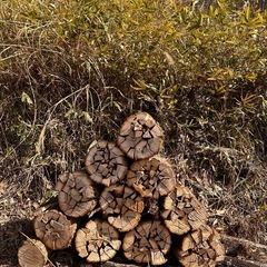 【1束90cm】ナラ薪（1年乾燥）★すぐ使えますの画像