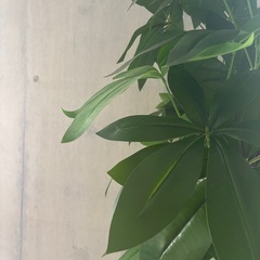 【観葉植物】パキラ　大型フェイクグリーン(葉) /定価60,000円の画像