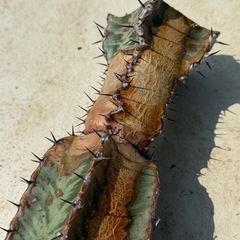 ユーフォルビア　コンフィナリス　胴切りの画像