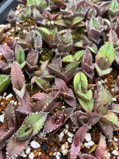 Agave oteroiオテロイ実生（播種2025.6）
