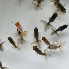 (決定)金魚 更紗蝶尾 稚魚の画像