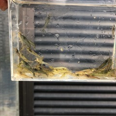 ミナミヌマエビの画像