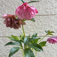 クリスマスローズ・八重咲きの画像