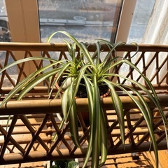 オリヅルラン3点の画像