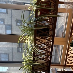 オリヅルラン3点の画像