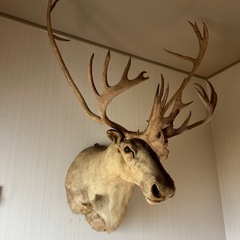 トナカイの首 剥製　　　の画像