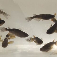 E-1   サタン 　11匹　　の画像