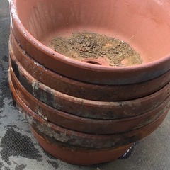 浅型　　睡蓮鉢　　たぶん8号サイズ　　９個セットの画像