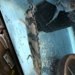 ポリプテレス　エンドリケリーの画像