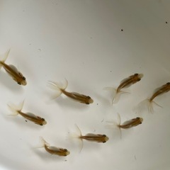 金魚 日本オランダ 稚魚の画像