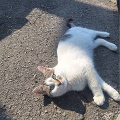 里親募集 雄猫 生後約半年 迷い猫