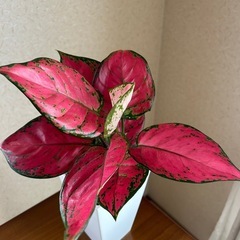 観葉植物4個セットの画像