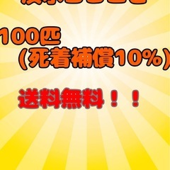 淡水ヨコエビ　　　　　　　の画像